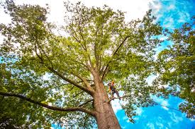 How Our Tree Care Process Works  in  Brazil, IN